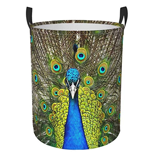 Fun Animal Peacock