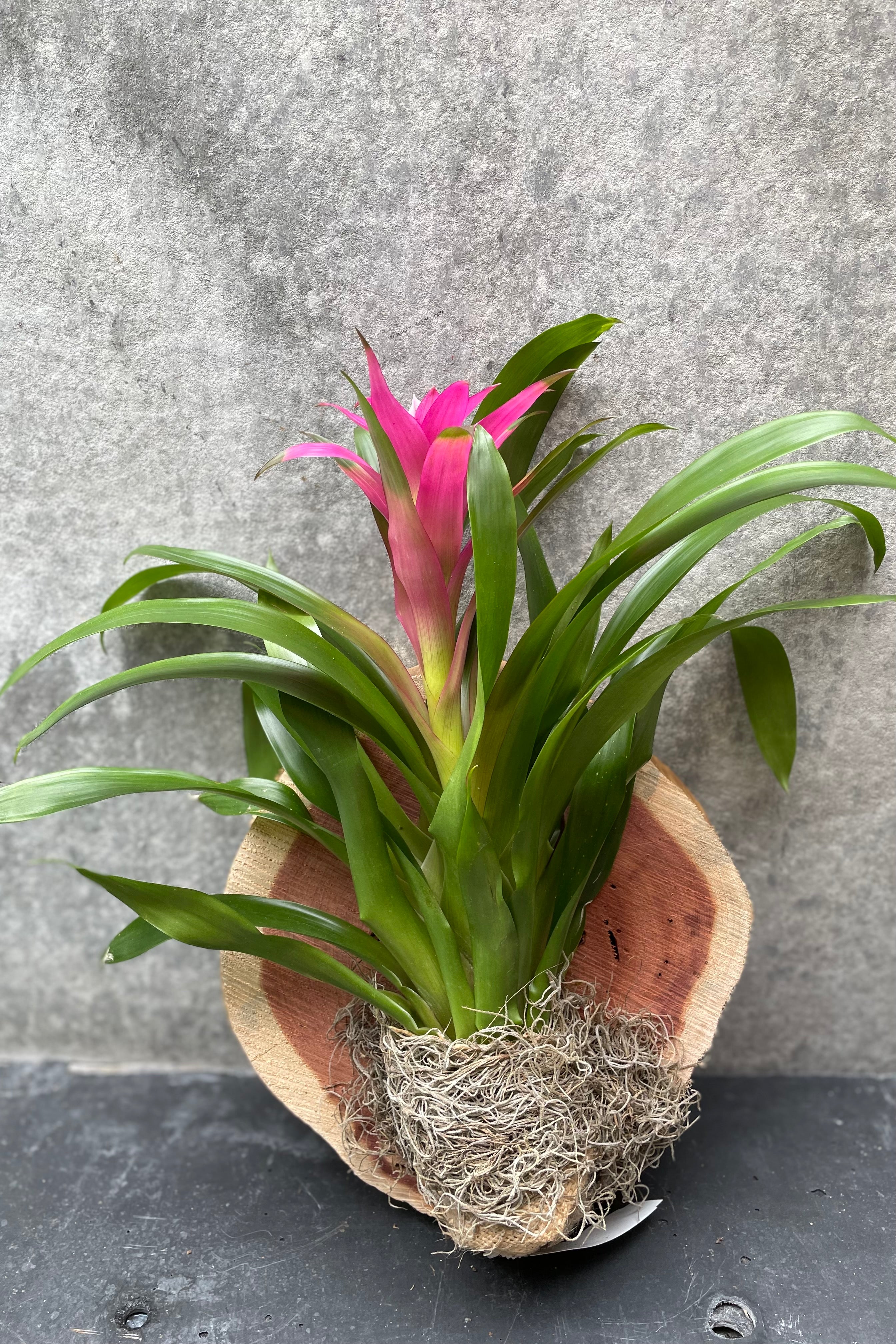 Bromeliad Guzmania Mounted on Plaque - Stunning Live Air Plant for Home & Office Decor - Perfect for Wall Art, Gifts, and Tropical Plant Lovers