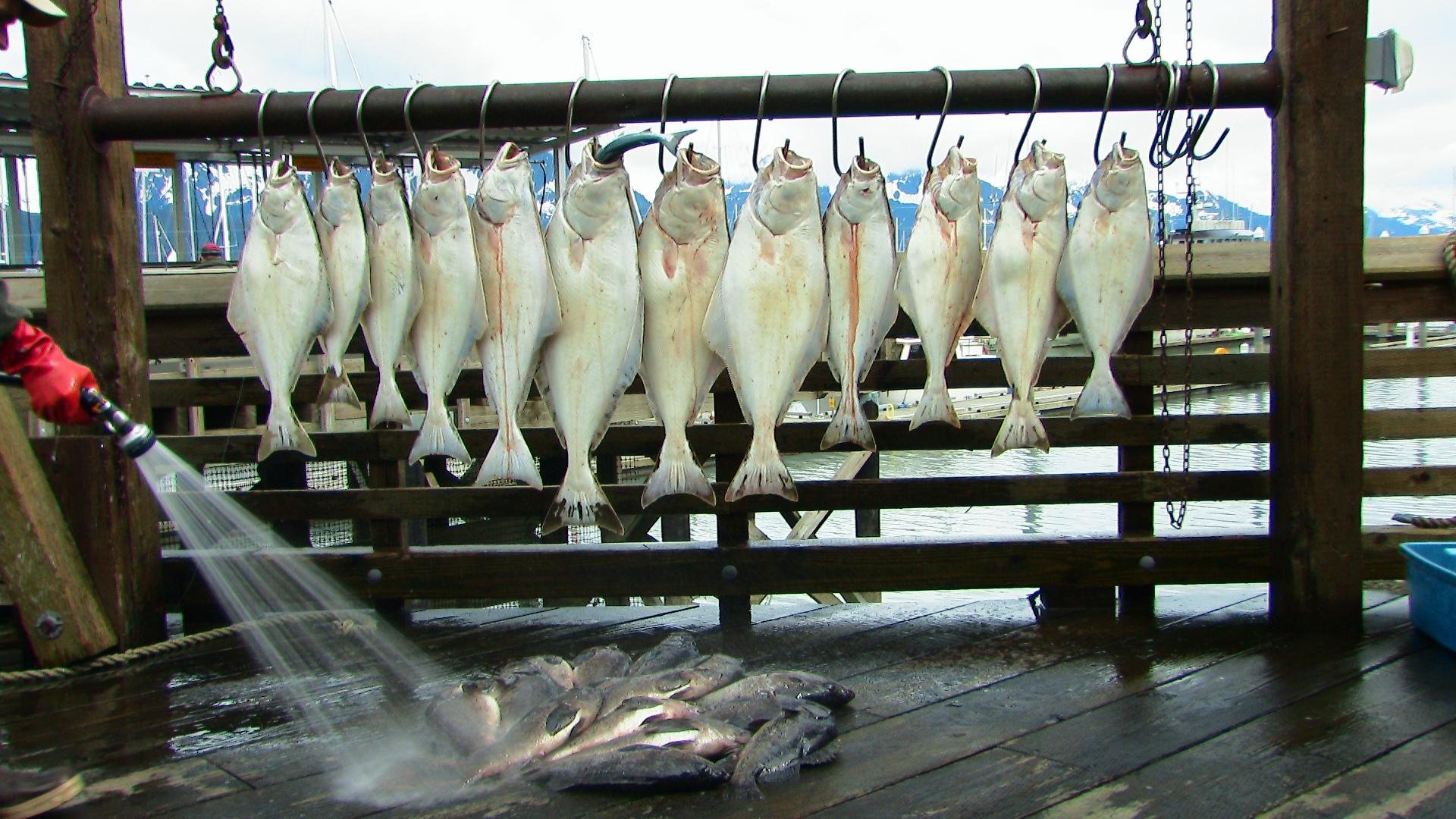 Bow Productions Alaska Adventures of The Kenai - Travel & Fishing Documentary DVD - Perfect for Outdoor Enthusiasts and Nature Lovers