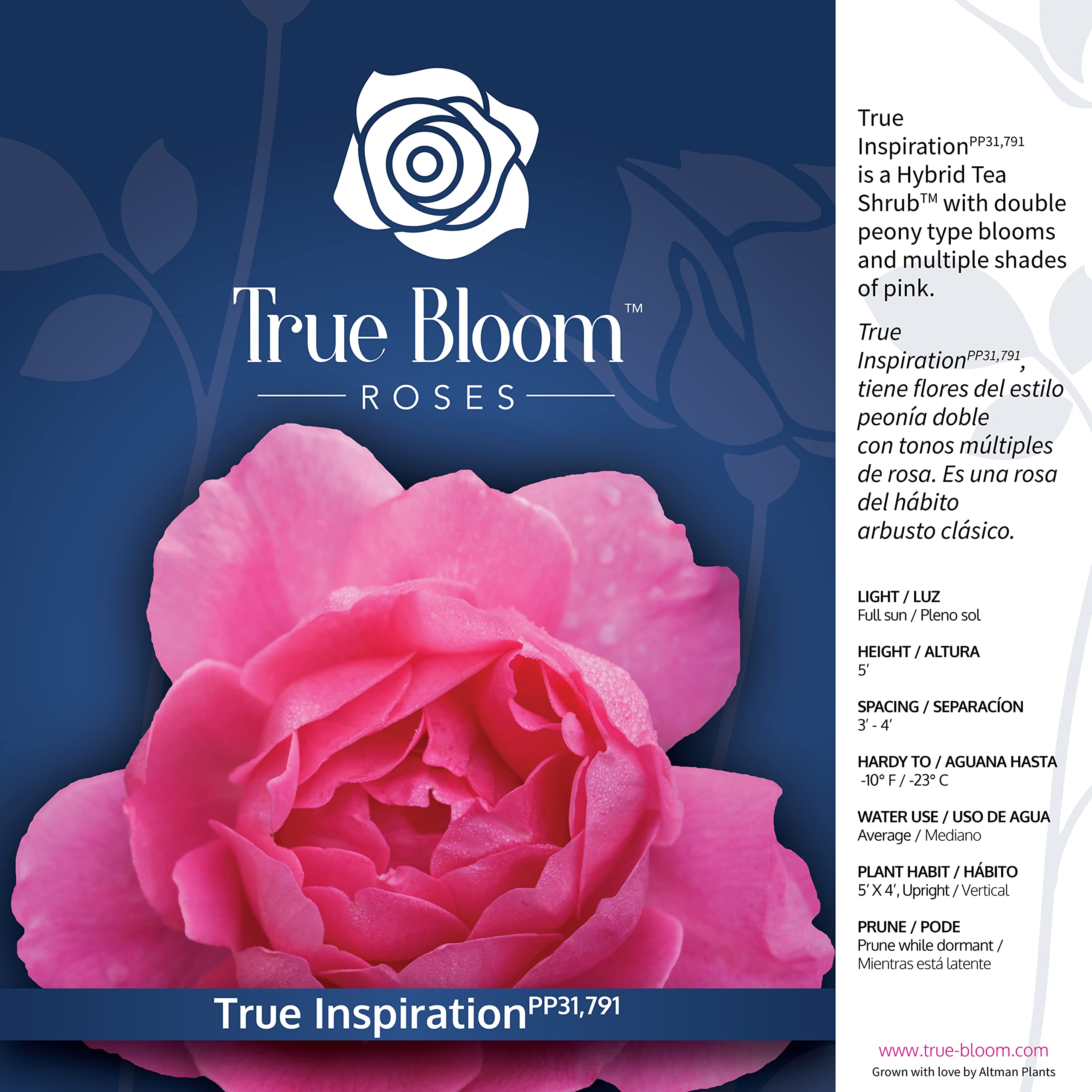 Fresh Pink Rose Bush Plants for Delivery - Live Indoor & Outdoor Potted Roses, Perfect Plant Lover Gifts & Home Decor | Ideal for Valentine's Day, Weddings, Anniversaries & Housewarming