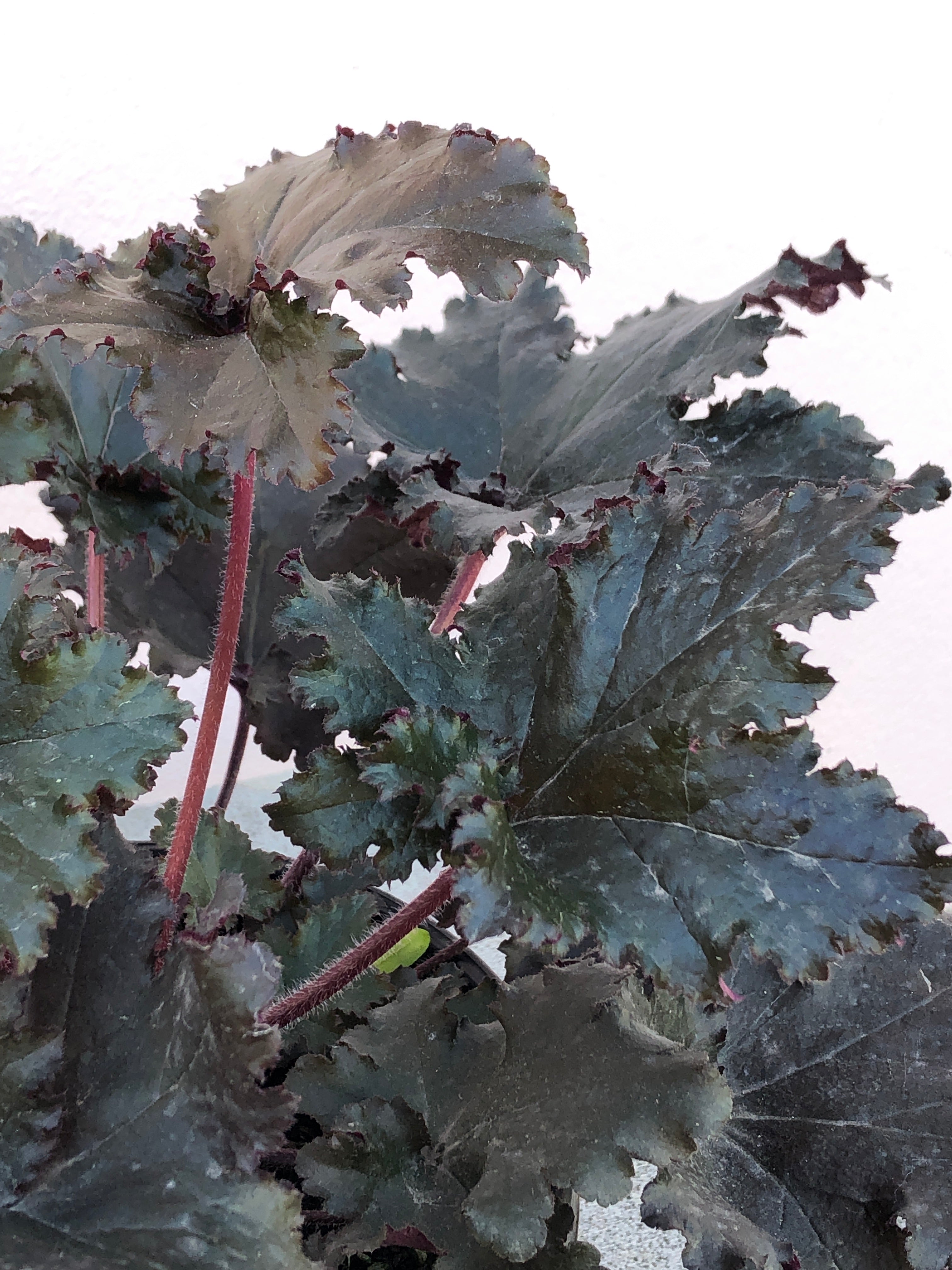 Heuchera 'Black Taffeta' Coral Bells - Dark Purple Perennial Shade Plant for Gardens, Borders & Containers | Perfect for Landscaping, Shade Gardens & Outdoor Decor