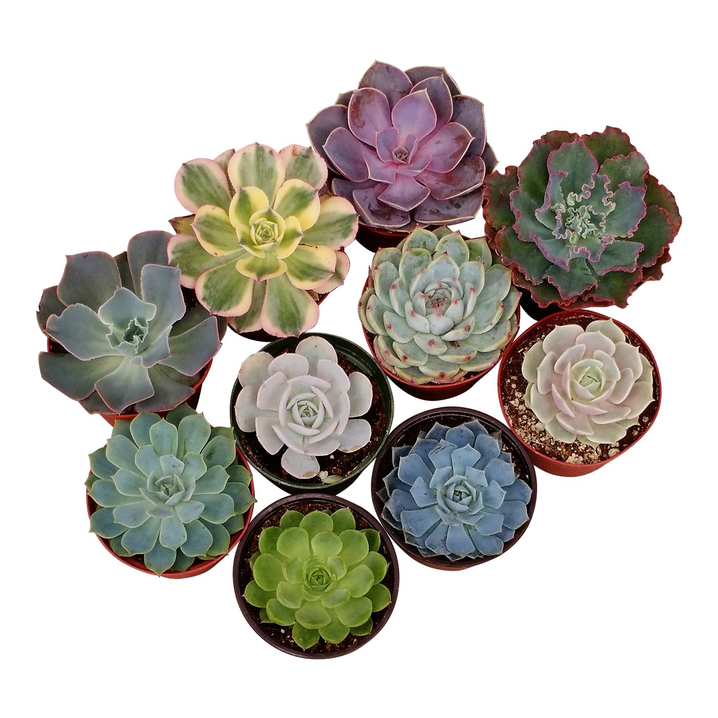 Shop Succulents | Live Succulent Plants Variety Pack - 20 Hand-Selected Rosette Succulents in 4