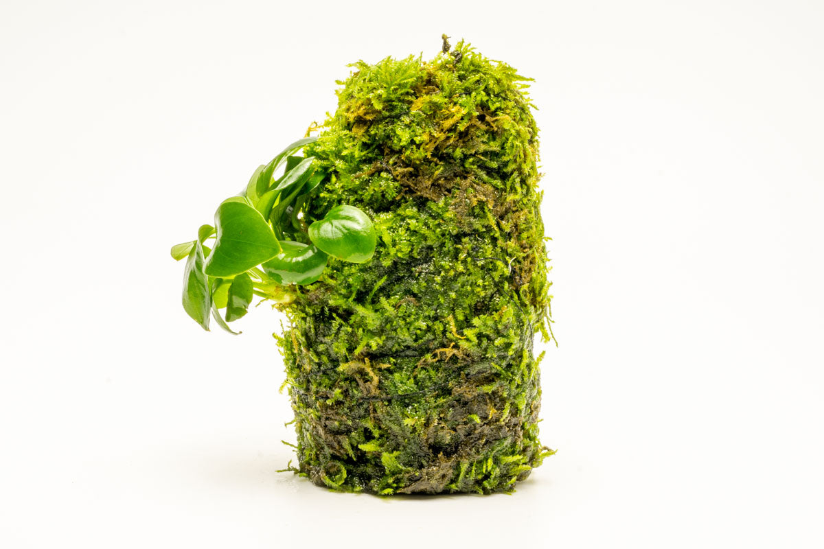 Anubias Nana Moss Tower for Aquarium - Live Aquatic Plant Decor for Fish Tank, Terrarium & Paludarium | Perfect for Shrimp, Betta Fish & Nano Tanks