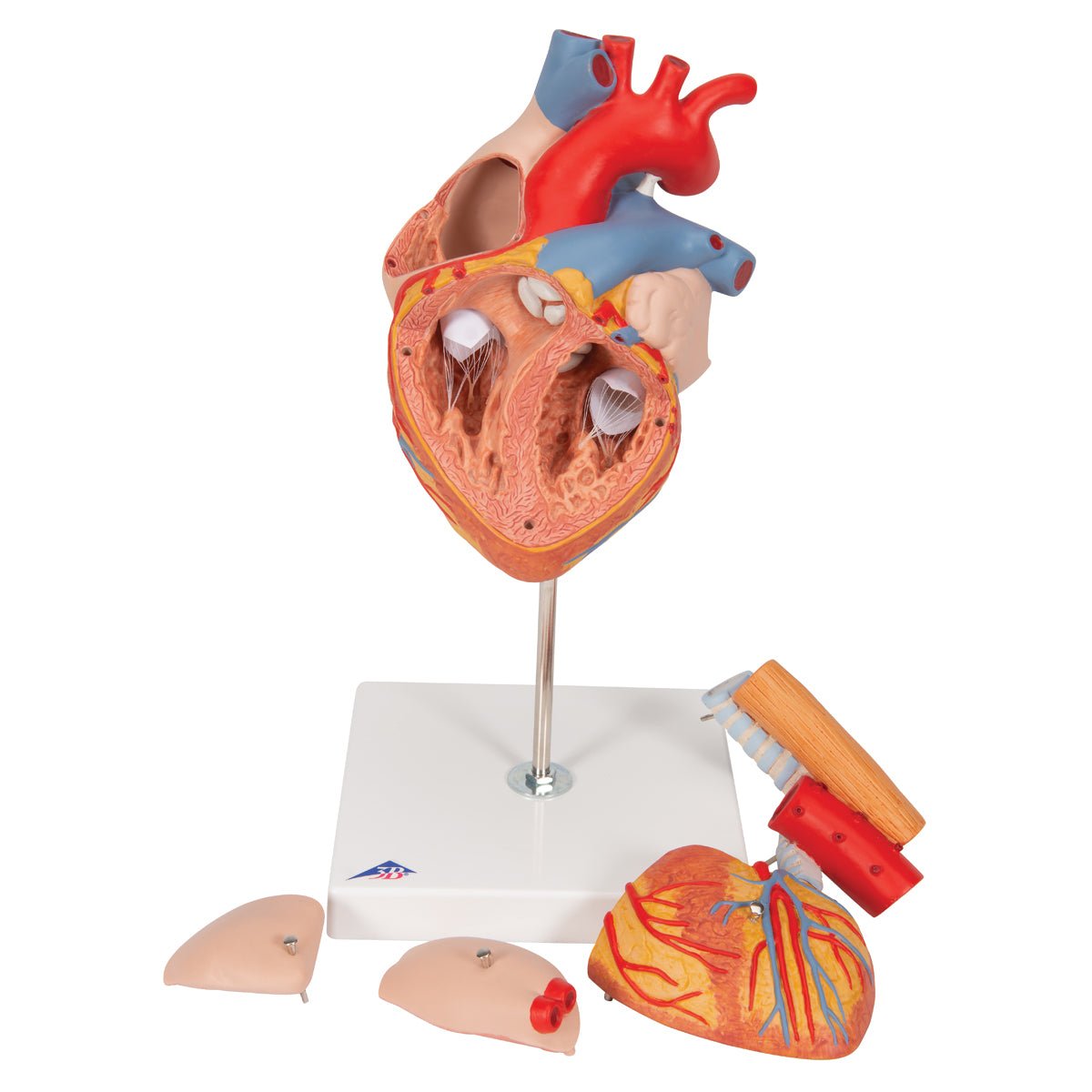 Heart with Esophagus and Trachea Model - 2X Life Size 5-Part Anatomy Demonstration Kit for Medical Students & Doctors | Perfect for Classroom Study, Surgical Training & Patient Education