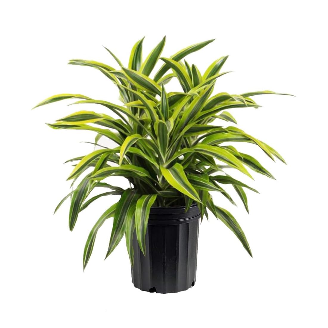 Dracaena Lemon Lime Live Plant - 3 Gallon Indoor/Outdoor Air Purifying Houseplant | Perfect for Home, Office & Garden Decor | American Plant Exchange