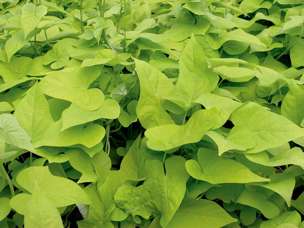 American Plant Exchange Live Desana Lime Sweet Potato Vine Plant - 6