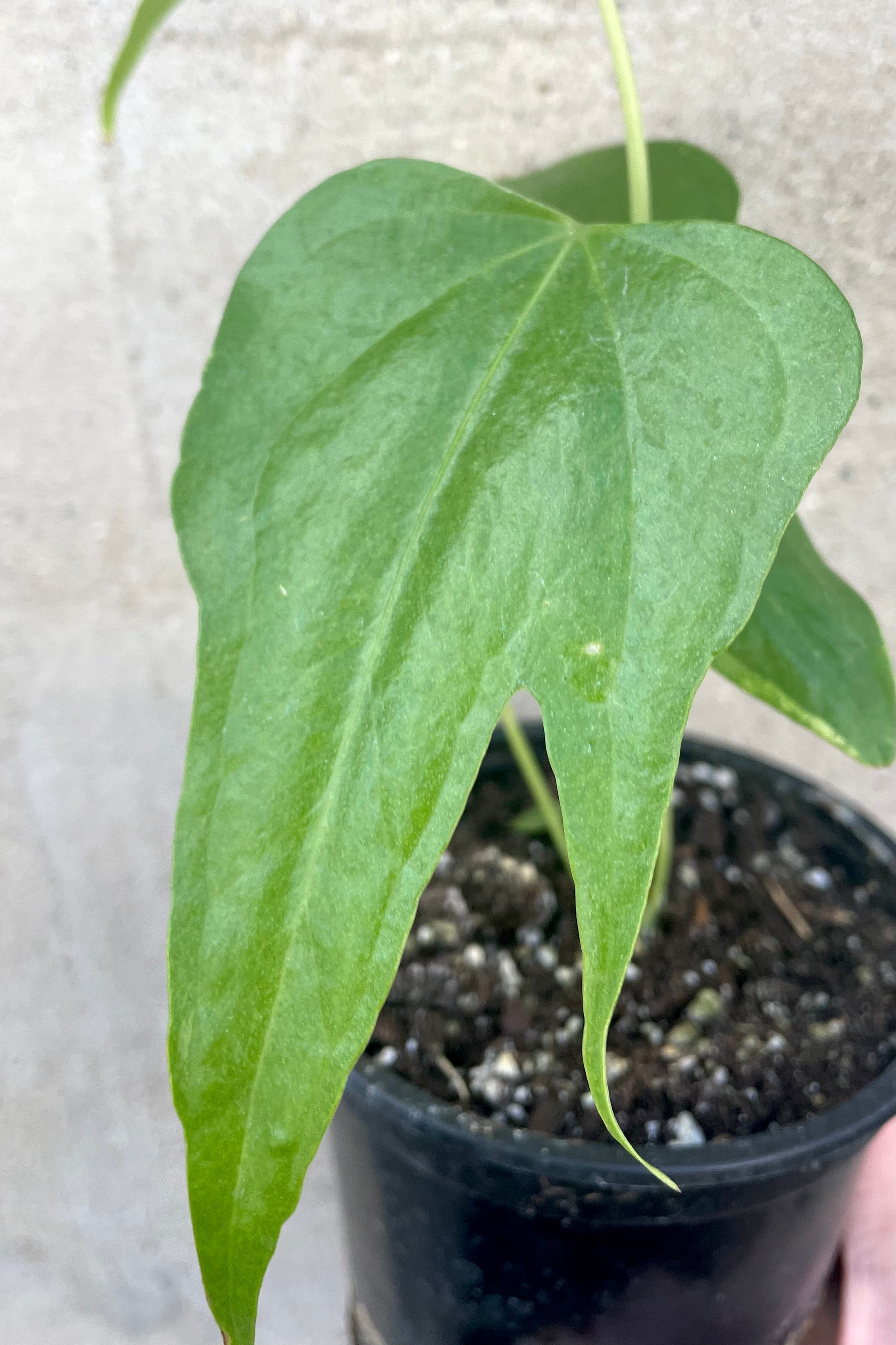 Anthurium Pedatoradiatum - 4 Inch Rare Tropical Houseplant for Home & Office Decor | Perfect for Indoor Gardens, Terrariums, and Plant Collections