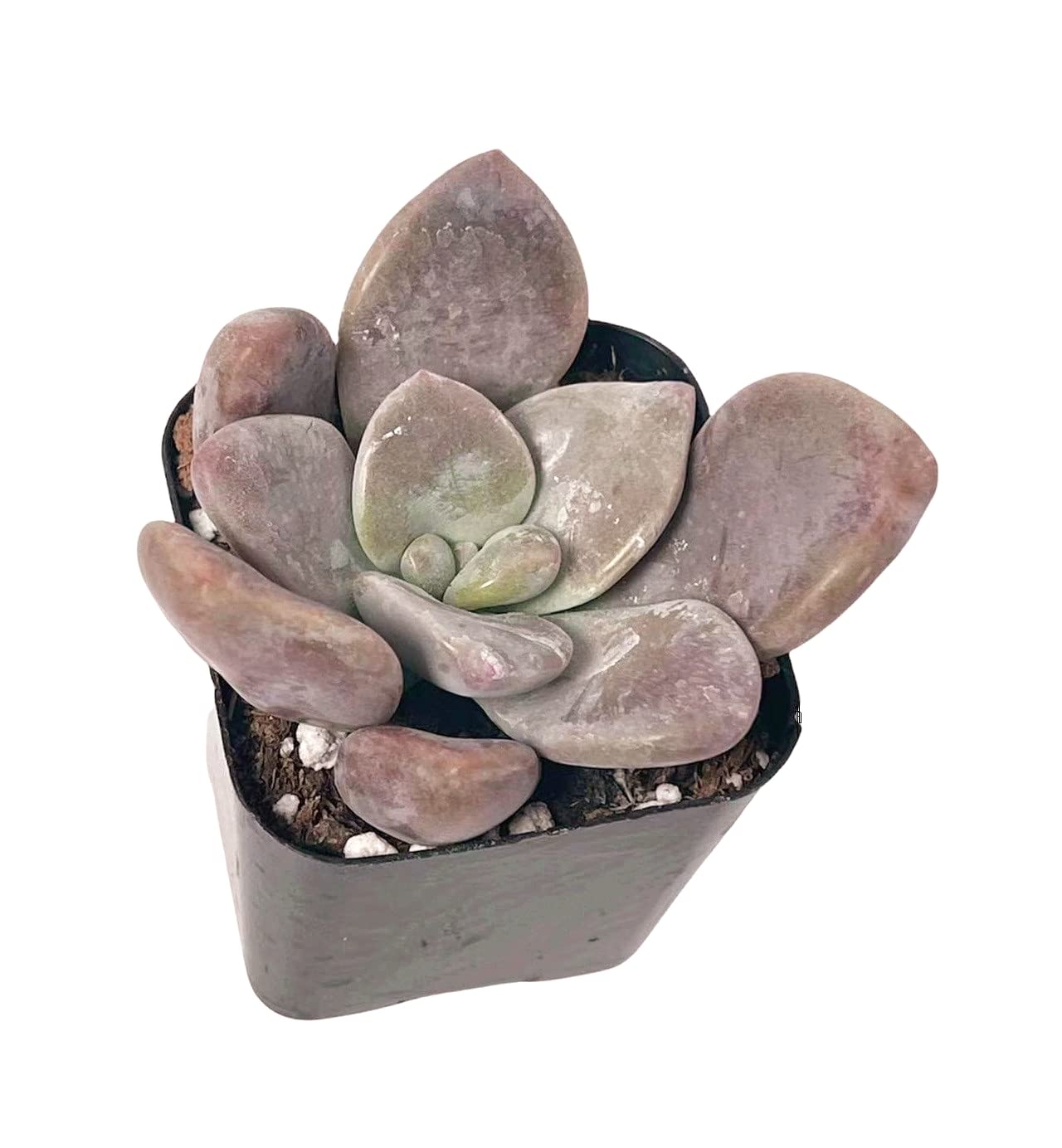 Live Succulent Plants - Graptopetalum Murasaki in 2 Inch Pot | Indoor & Outdoor Home Decor, Office Desk Plants, Gift for Plant Lovers