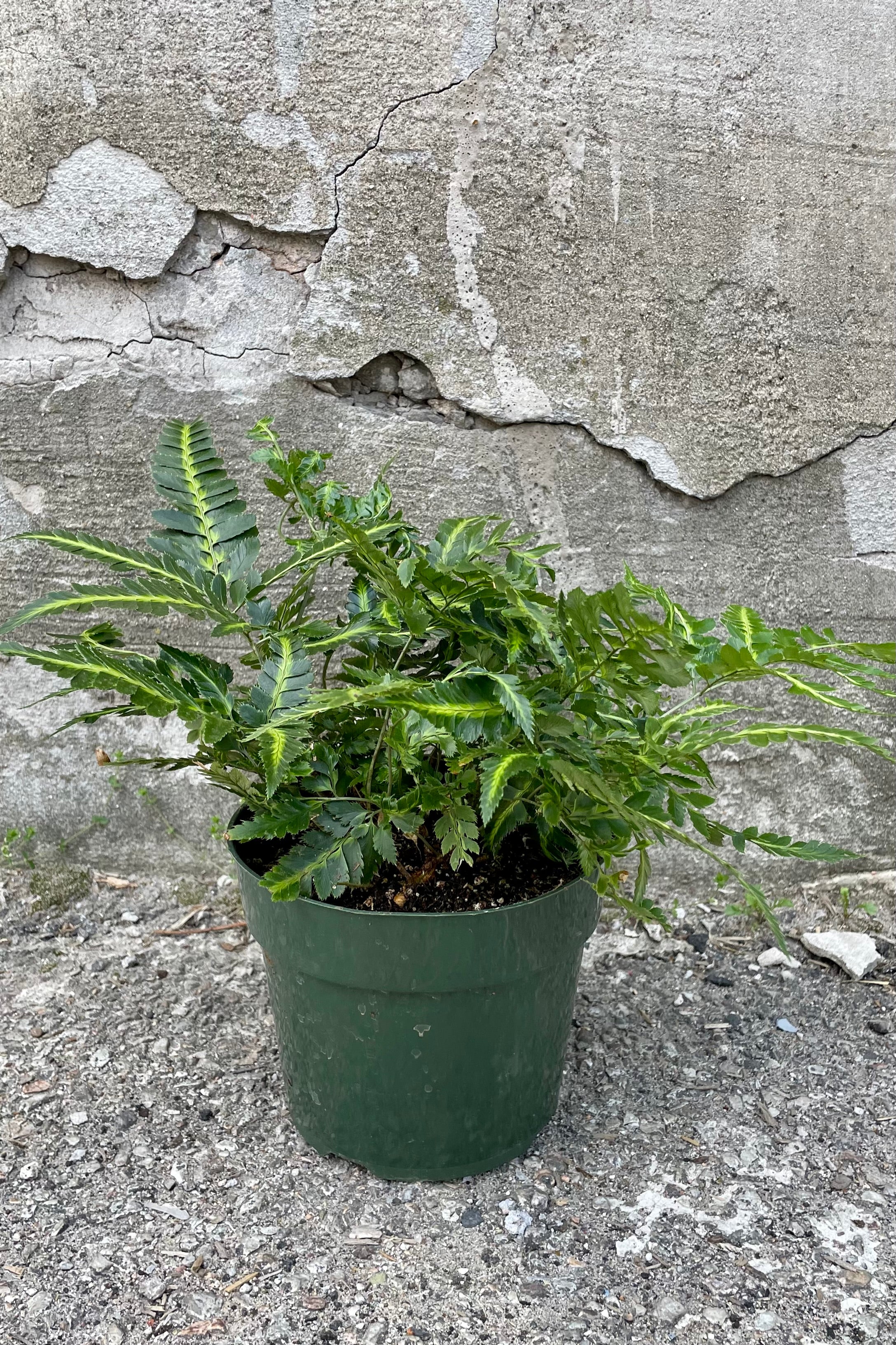Variegated Arachniodes Simplicior Fern - 6