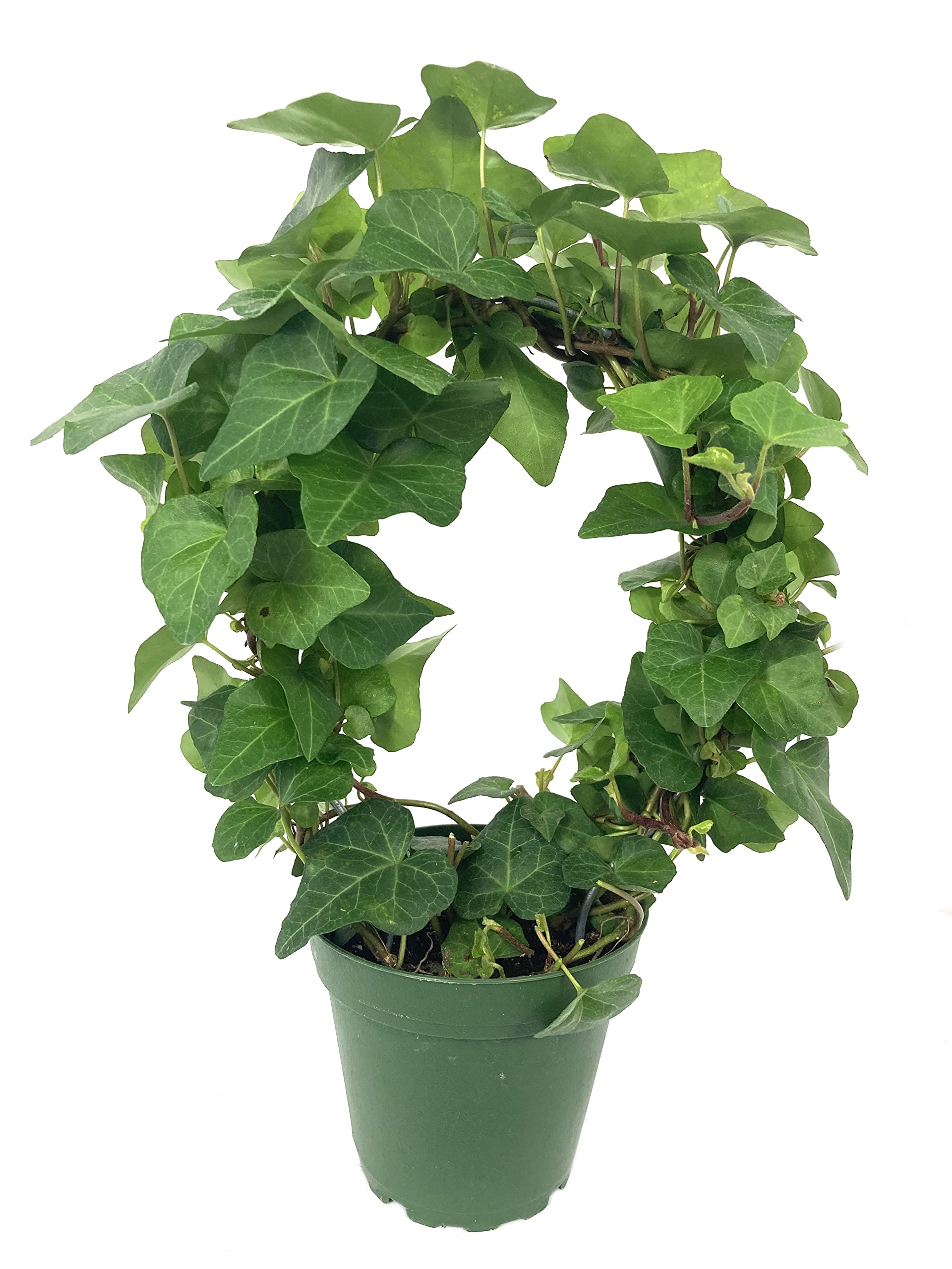 English Ivy Hoop - 5 Live Hedera Helix Plants in 4 Inch Pots - Florist Quality Air Purifying Indoor Vine - Easy Care Houseplant for Home, Office Decor & Gift Ideas