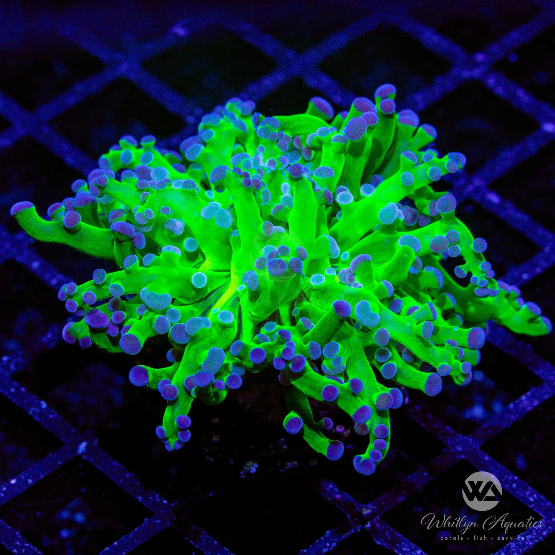 Purple Tip Frogspawn Coral for Saltwater Aquariums - Vibrant LPS Coral for Reef Tanks & Marine Aquascaping