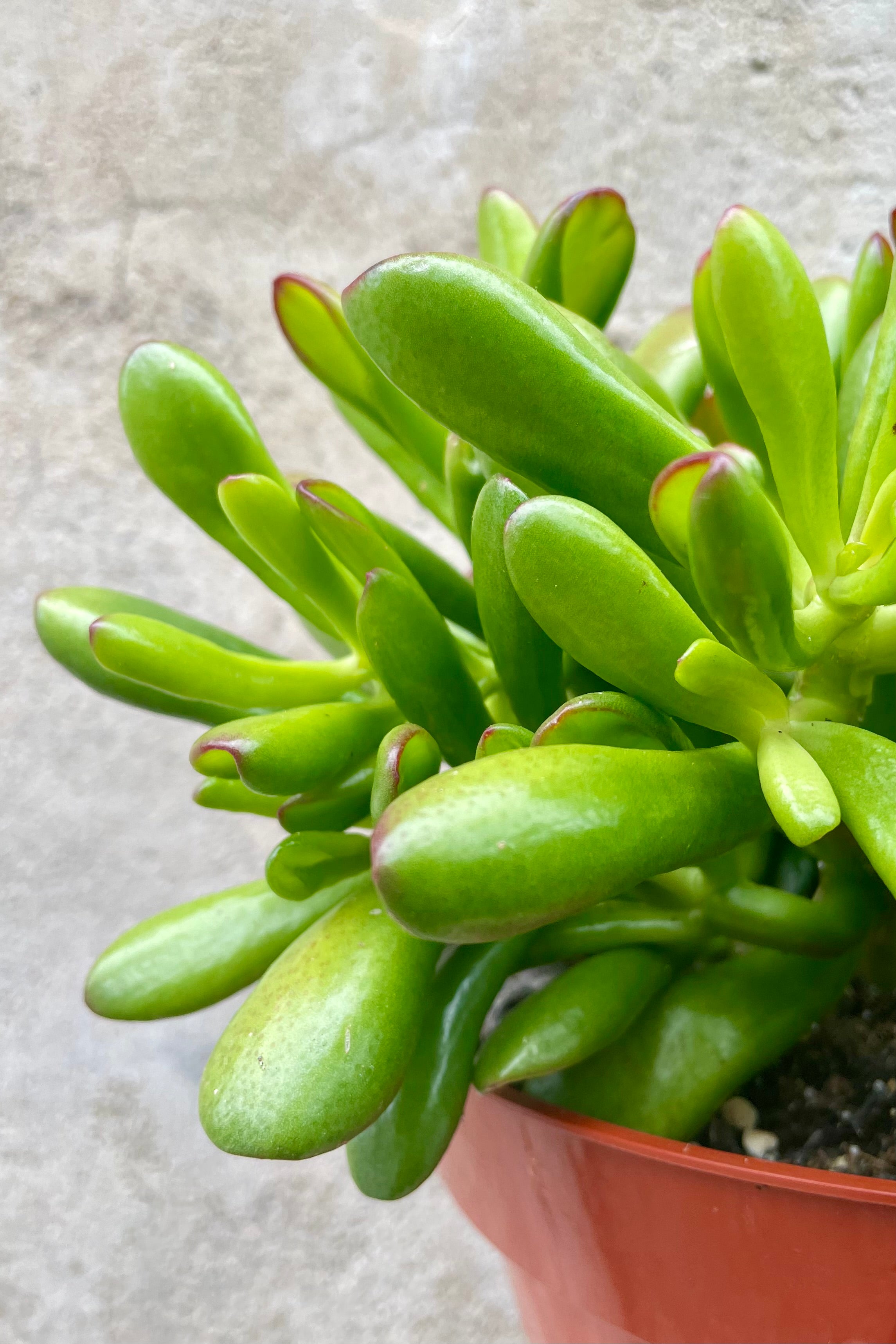 Crassula ovata 'Hobbit' Jade Plant - 10 Inch Succulent for Home Decor, Office Desk, and Indoor Gardening | Perfect Gift for Plant Lovers