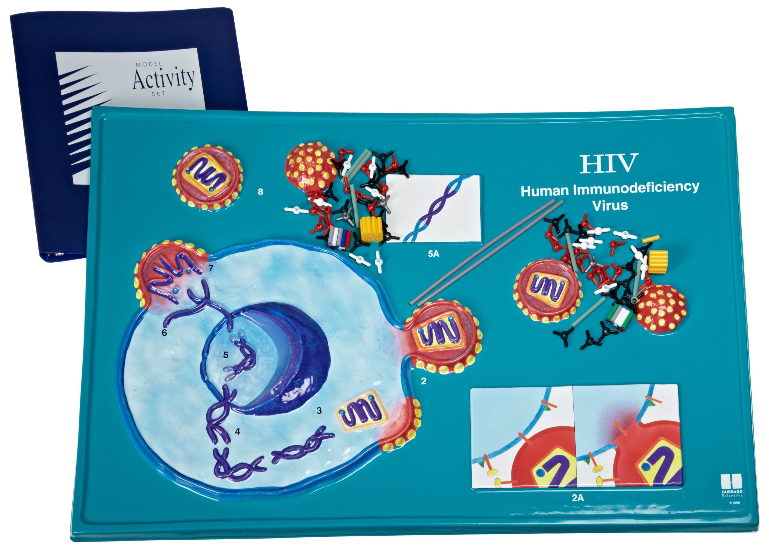 American Educational HIV Model Activity Set - 3D Anatomy Learning Kit for Biology Classrooms & Medical Training | Perfect for Students, Teachers & Healthcare Professionals