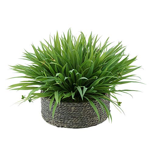 Grey-wash Seagrass