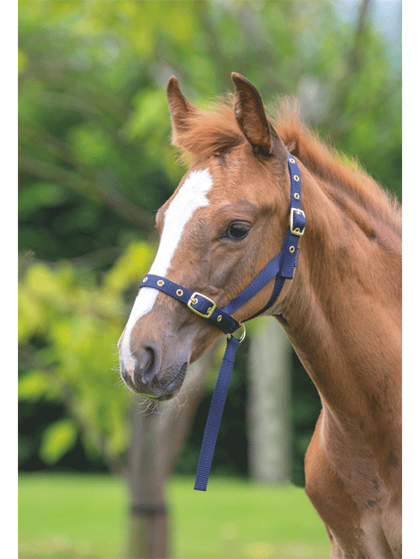 Premium Nylon Foal Slip - Lightweight & Durable Horse Training Halter for Foals - Perfect for Training, Grooming, and Handling Young Horses