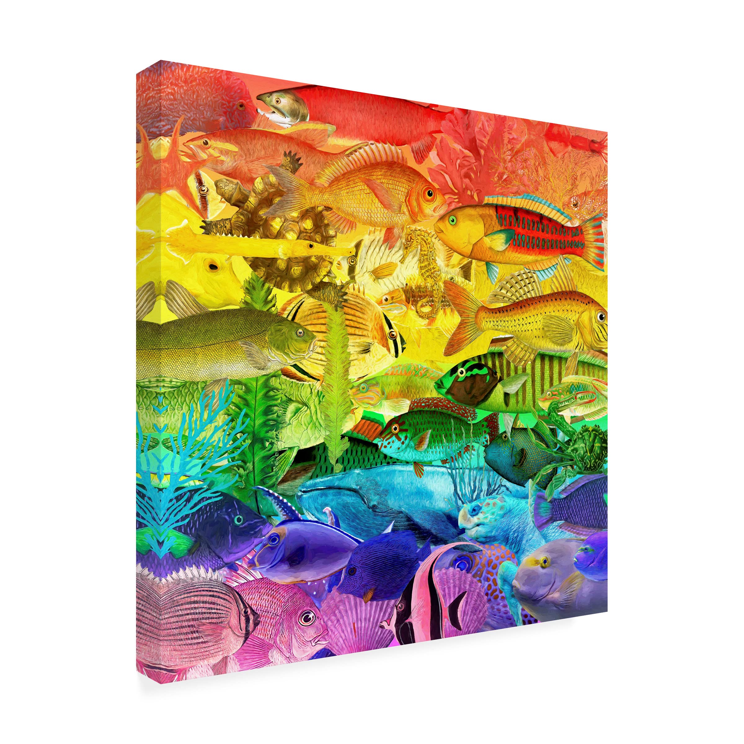 Trademark Fine Art 'Rainbow Fish' Canvas Wall Art by Cora Niele - Vibrant Ocean-Themed Painting for Living Room, Bedroom & Nursery Decor
