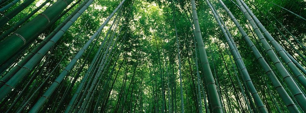 Peel & Stick Wall Mural - Bamboo Trees Low Angle View (36