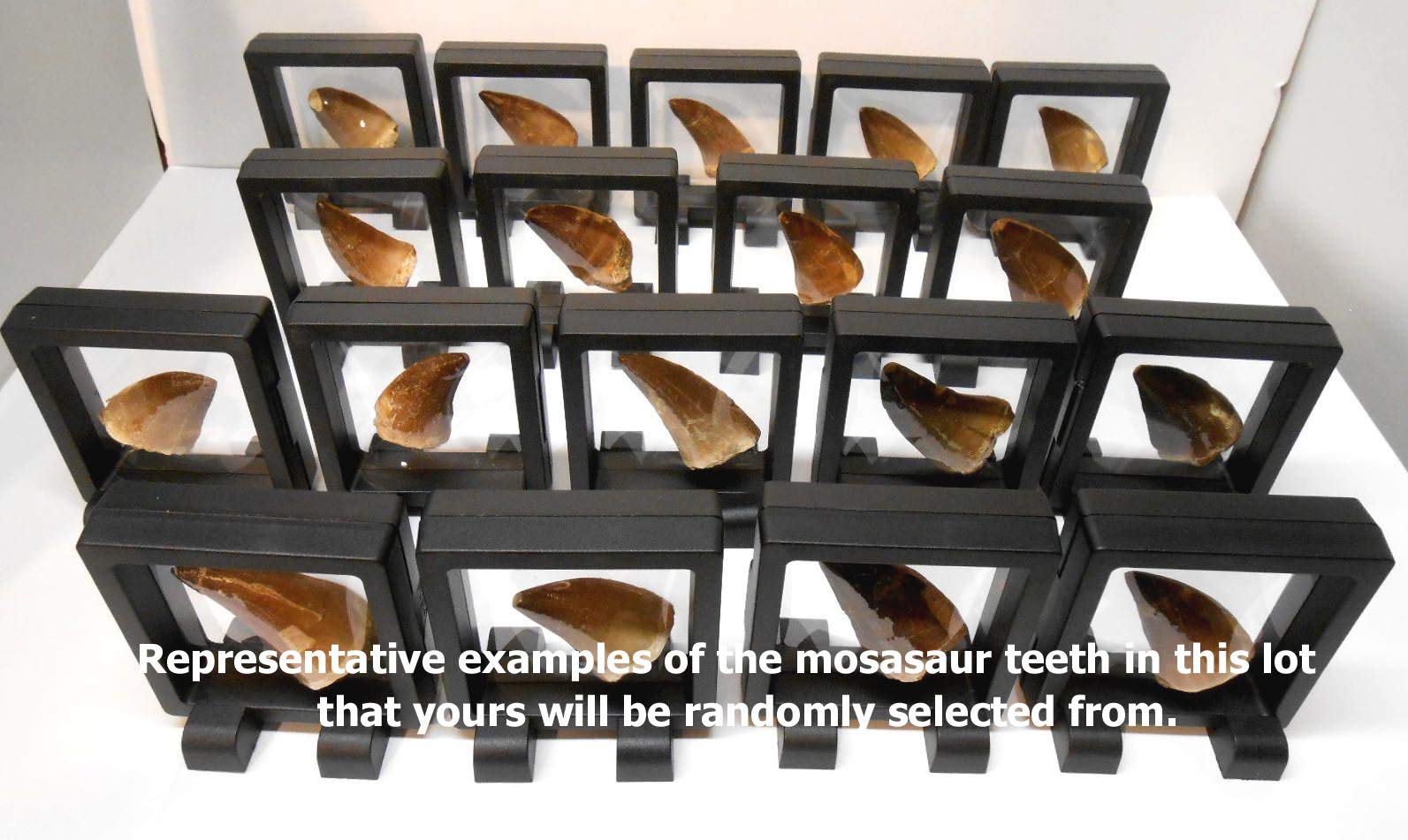 Authentic Mosasaur Dinosaur Tooth Fossil from Khourigba, Morocco - Large Prehistoric Specimen with Display Case, Acrylic Stand & Certificate of Authenticity | Perfect for Paleontology Collections, Home Decor, and Educational Displays