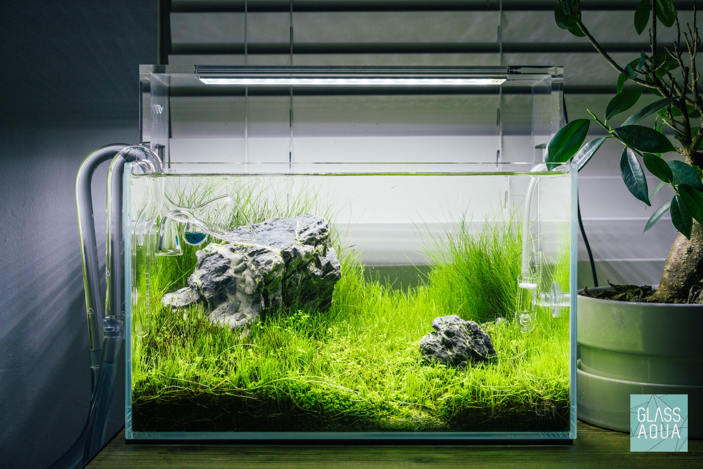 Micranthemum 'Monte Carlo' Aquatic Plant for Freshwater Aquariums - Perfect for Carpeting, Foreground Planting & Nano Tanks