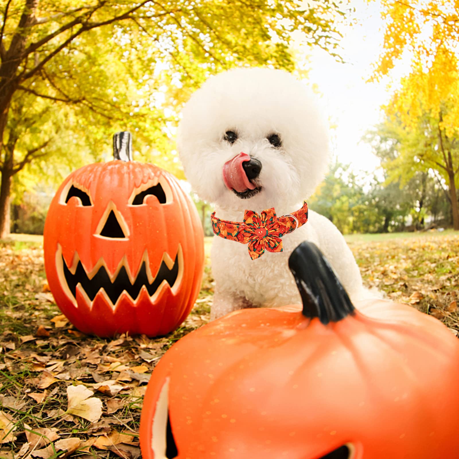 Premium Heavy Duty Adjustable Dog Collar with Flower - Lionheart Glory Fall & Halloween Pet Collar for Large Dogs | Durable, Stylish & Comfortable for Daily Walks, Training & Special Occasions