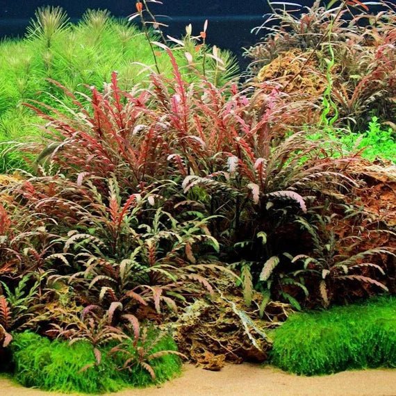 TCulture Hygrophila Pinnatifida Aquatic Plant (TC Cup) - Perfect for Freshwater Aquariums, Fish Tanks & Aquatic Landscaping