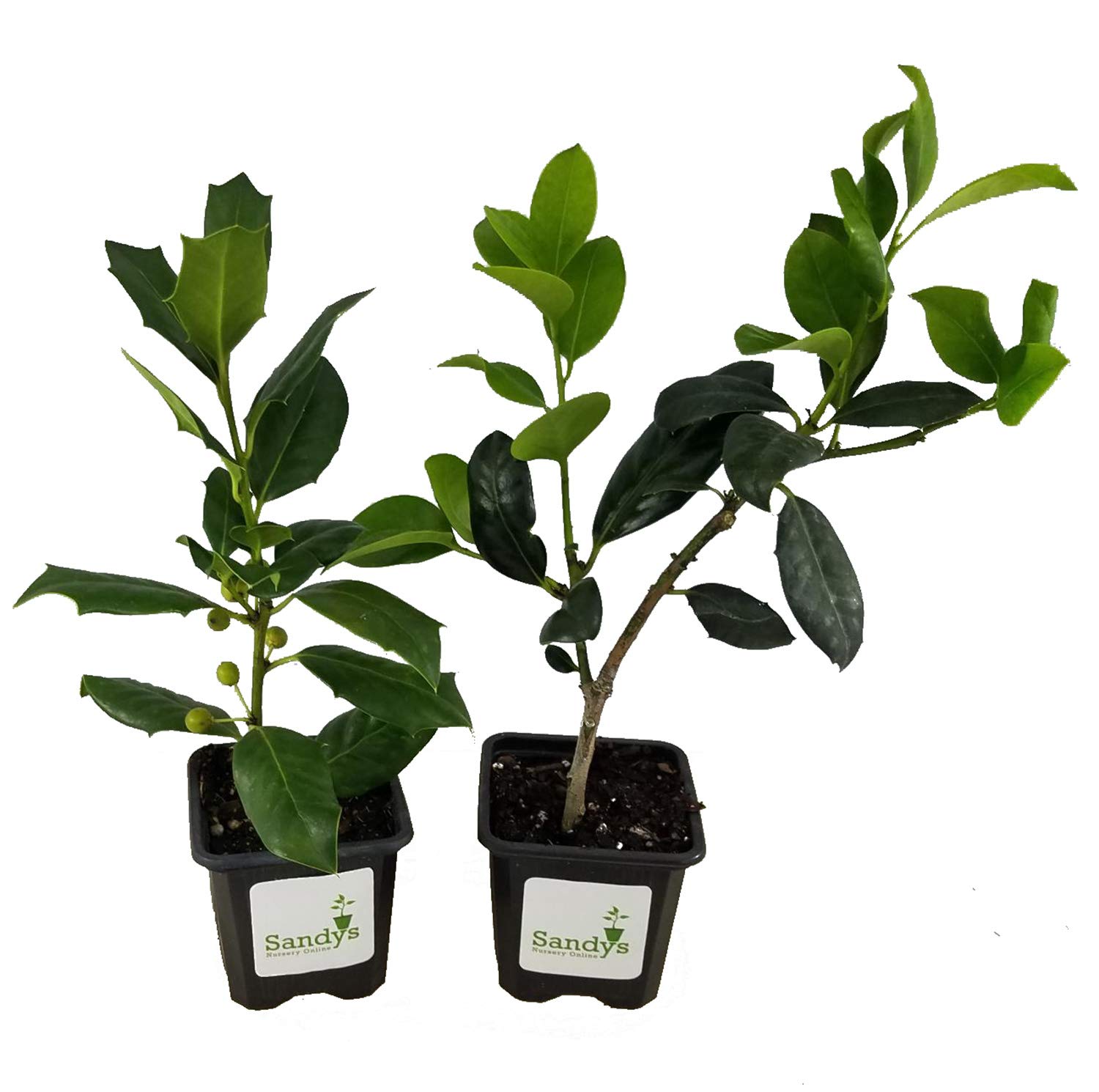 Nellie R Stevens Holly Evergreen Shrub - 3 Inch Pot (Lot of 10) - Perfect for Landscaping, Privacy Hedges & Holiday Decorations