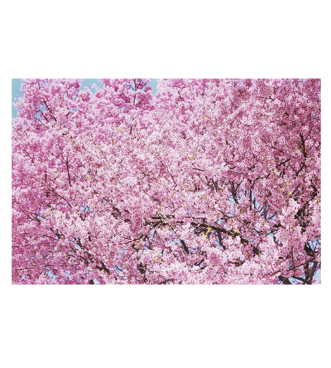 Mika Ninagawa Photography Book - Into Fiction/Reality Art Collection | Japanese Contemporary Photography | Perfect for Art Lovers & Photography Enthusiasts | Coffee Table Book & Home Decor Gift Idea