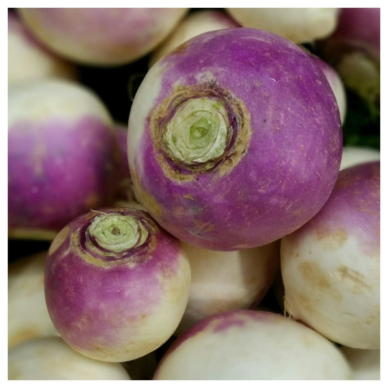 Everwilde Farms - 1/4 Lb Organic Purple Top White Globe Turnip Seeds - Non-GMO, Heirloom - Perfect for Home Gardening, Vegetable Patches & Sustainable Farming