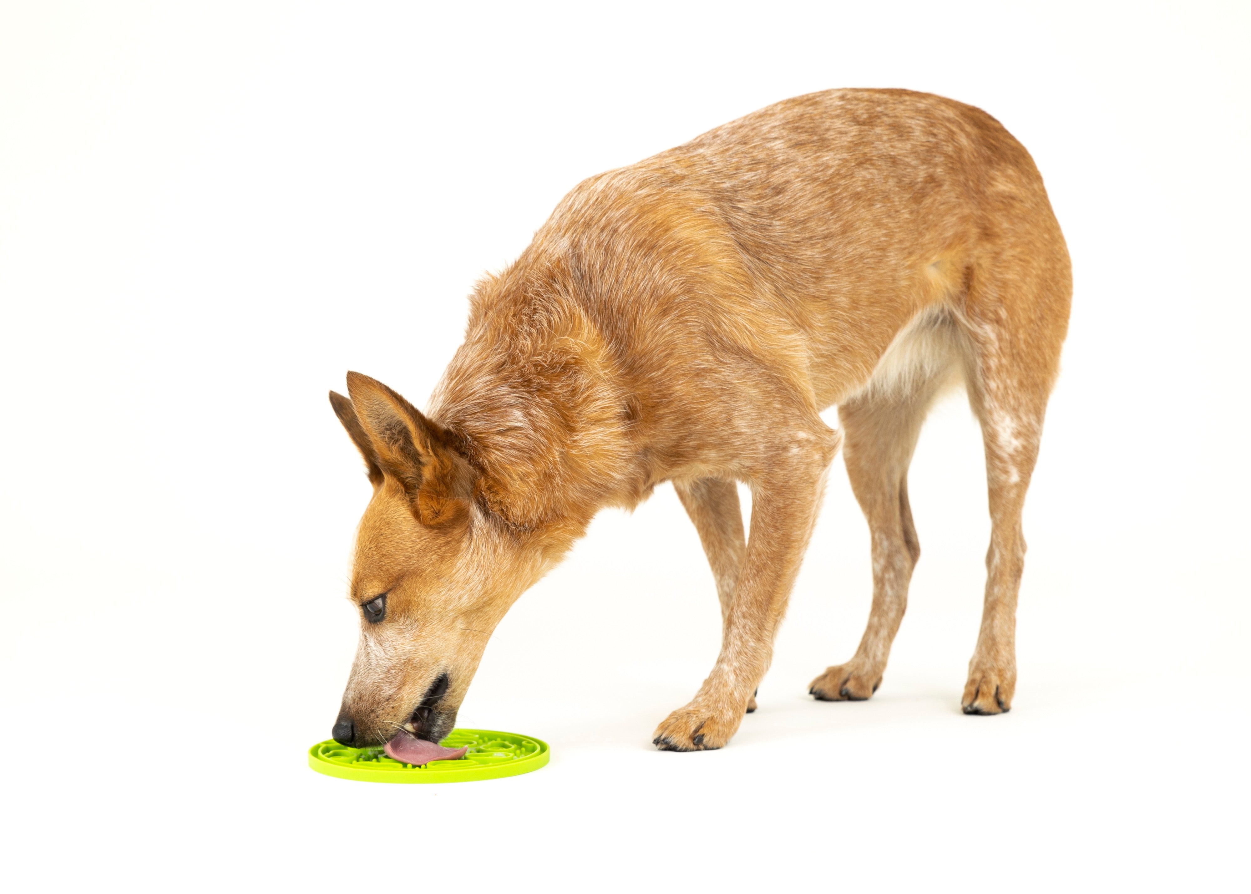 EverLick Slow Feeder Mat for Dogs and Cats - Avocado (Small) & Pineapple (Large) | Pet P.L.A.Y. - Interactive Puzzle Toy for Mealtime Fun & Mental Stimulation