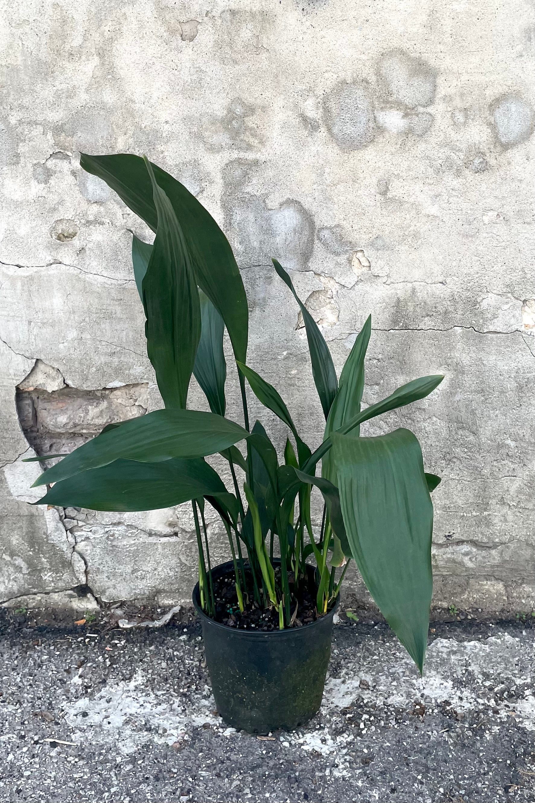 Aspidistra 8 Inch Artificial Plant - Realistic Fake Indoor Floor Plant for Home Office Decor, Living Room, Bedroom, and Commercial Spaces