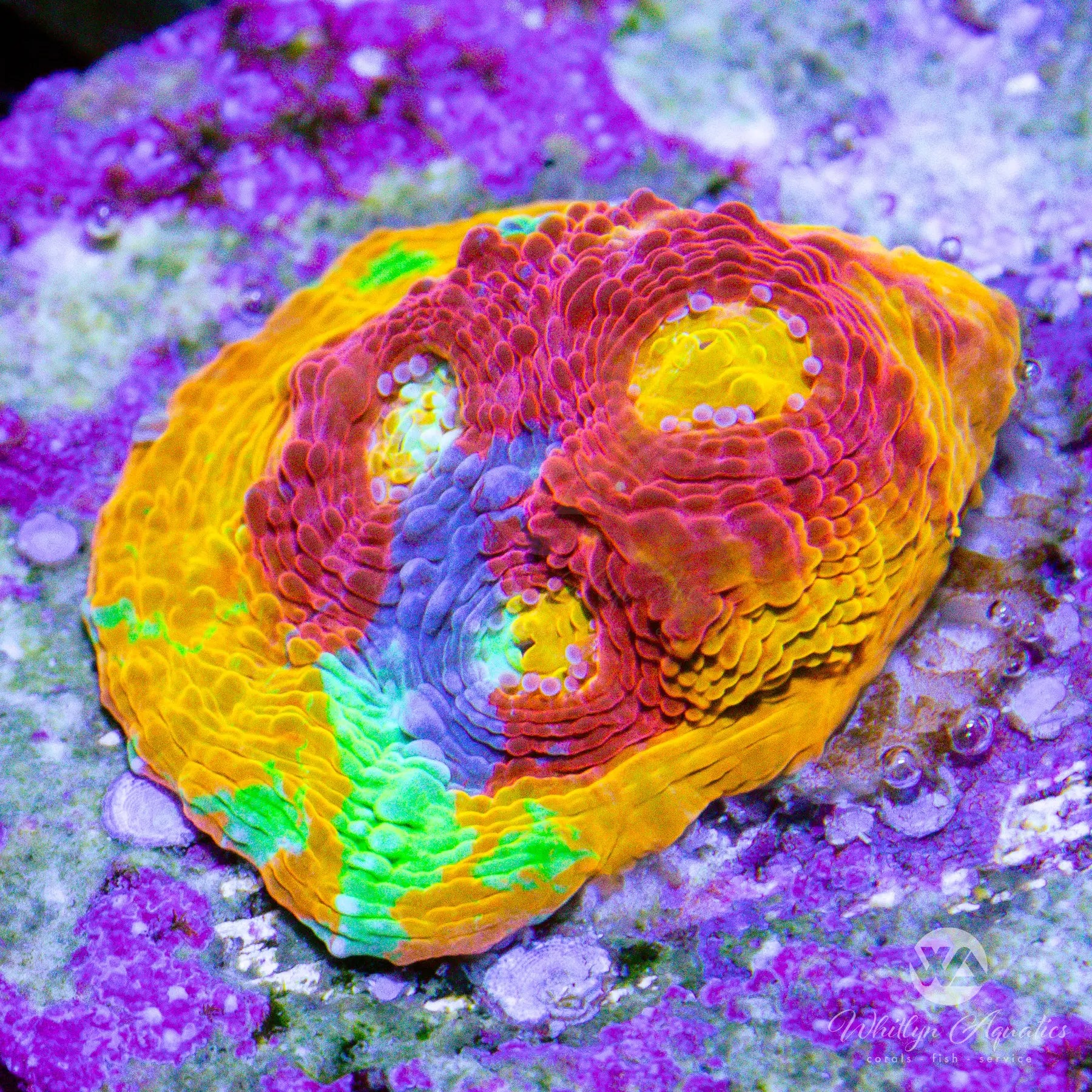 D53 Jellybean Chalice Coral - Premium WYSIWYG Live Coral for Saltwater Aquariums | Perfect for Reef Tanks, Coral Frag Displays & Marine Aquascaping