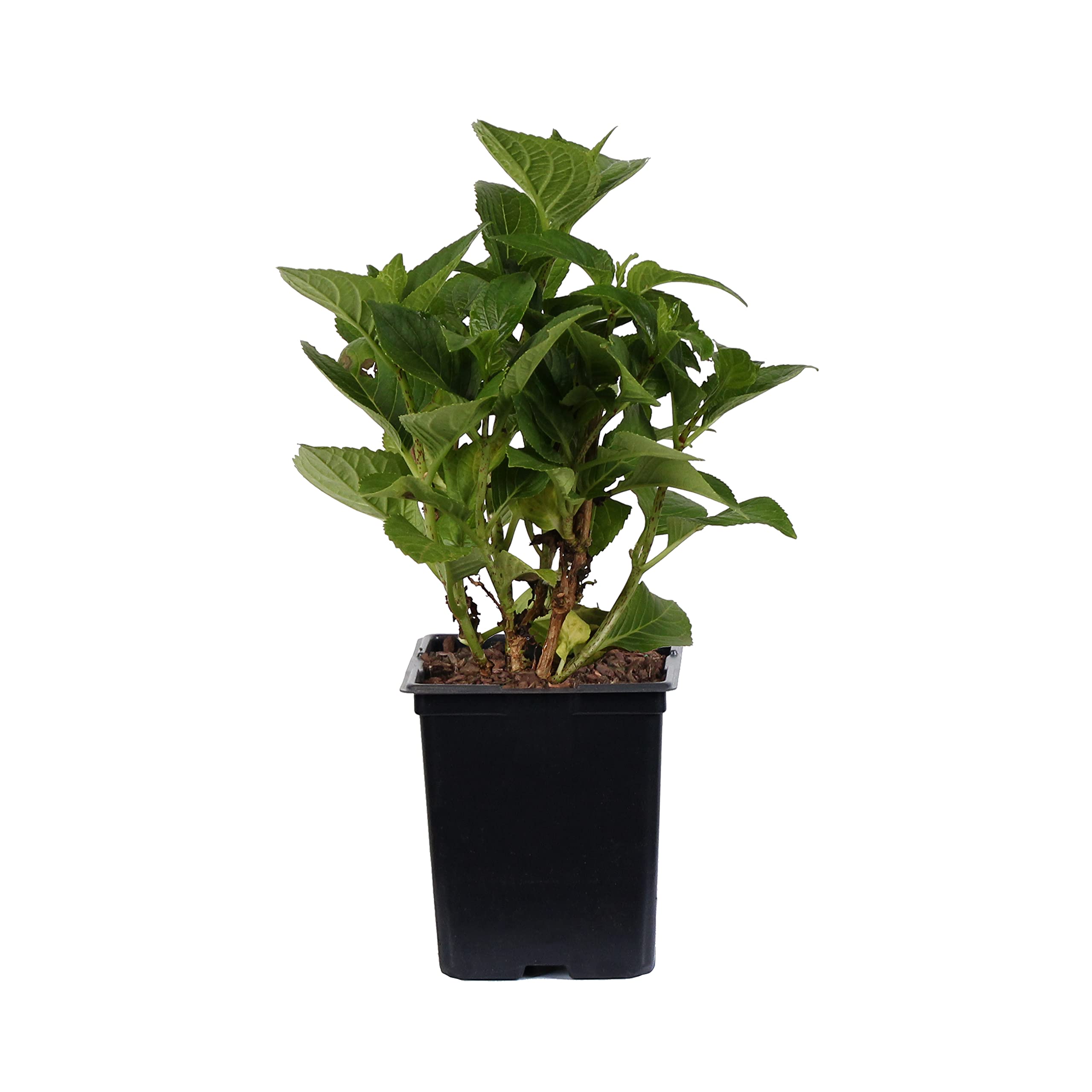 Brighter Blooms Annabelle Hydrangea Shrub - 4 Live Plants in 3 Gallon Pots | Beautiful Flowering Shrubs for Landscaping, Garden Borders & Outdoor Decor