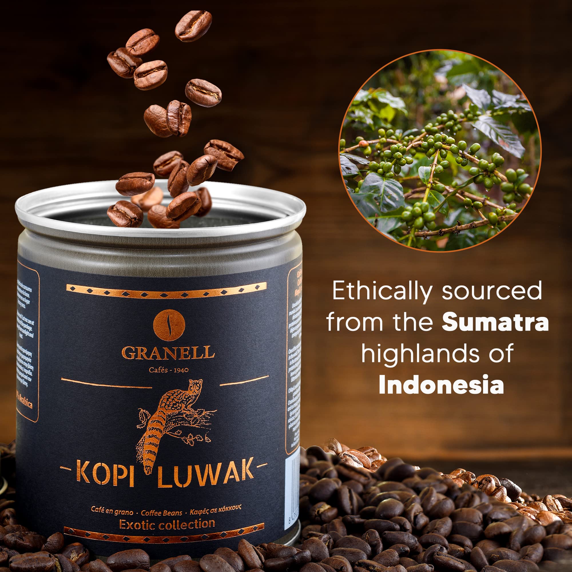 Premium Wild Civet Arabica Coffee Beans - Medium Roast Indonesian Luwak Gourmet Coffee (100g) - Perfect for Gifts, Home Brewing & Special Occasions