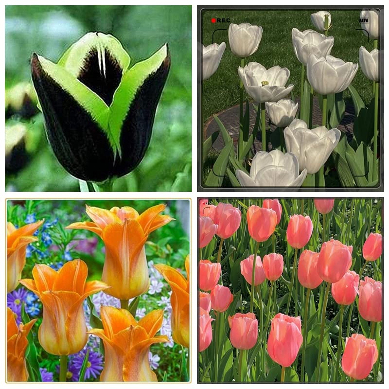 Tulip Bulbs for Planting - 10 Pack Double Blooming Perennial Flowers for Birthday Gifts, Home Decor & Interior Design | Perfect for Garden Landscaping, Wedding Centerpieces & Spring Planting