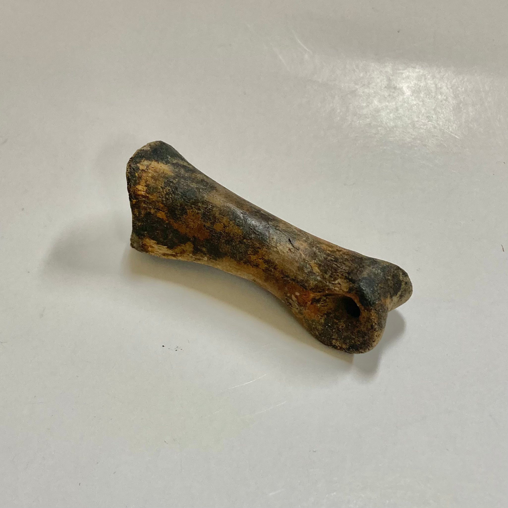 **Struthiomimus Dinosaur Metatarsal Toe Bone Fossil - Authentic Prehistoric Relic for Collectors, Museums & Educational Displays**