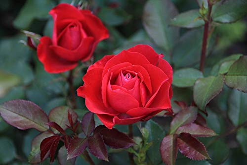 20x30 Inch Laminated Rose Flower Poster - Vibrant Red Rose Bloom Home Decor Art Print for Living Room, Bedroom & Office Wall Decoration