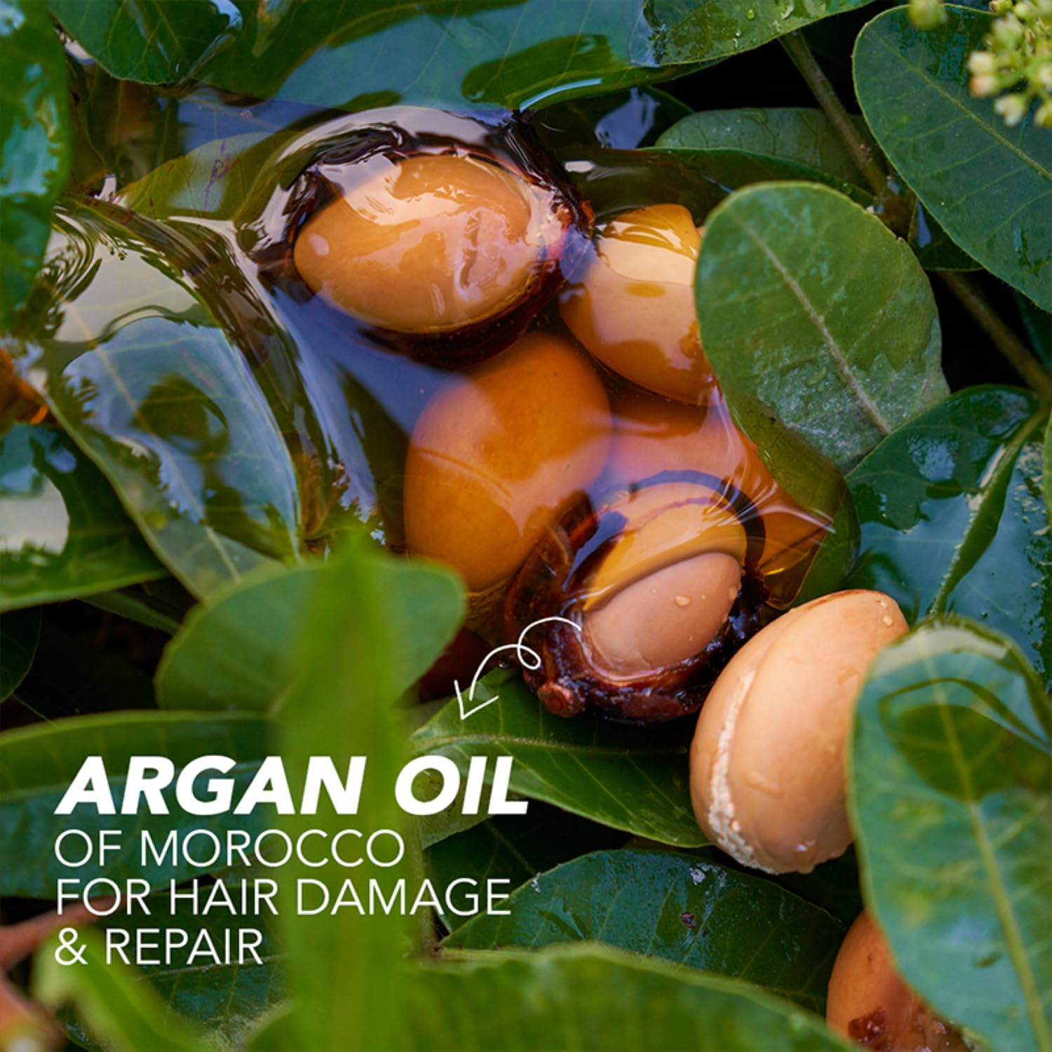 Herbal Essences Bio:renew Argan Oil of Morocco Conditioner 400ml - Paraben Free & Colorant Free Hair Treatment for Dry & Damaged Hair - Perfect for Daily Hydration & Salon-Quality Results at Home