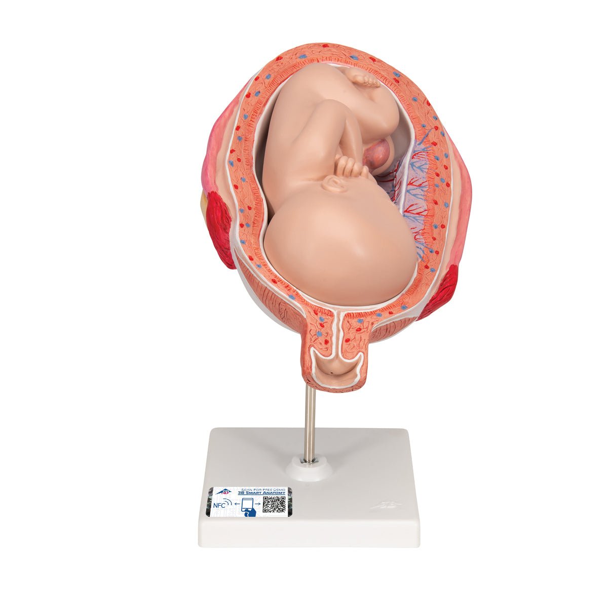 7 Month Fetus Model with 3B Smart Anatomy L10 8 - Perfect for Medical Education, Nursing Training & Anatomy Studies