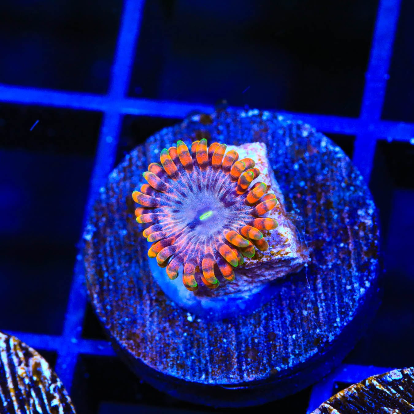 Fairy Fart Zoanthids Coral - Vibrant Saltwater Aquarium Coral for Reef Tanks | Perfect for Marine Aquascaping & Coral Propagation