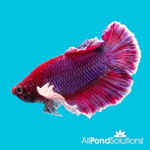 Premium Dumbo Half Moon Plakat Male Betta Fish - Betta Splendens for Aquarium, Fish Tank, and Home Decoration - Vibrant Colors & Long Fins for Stunning Display