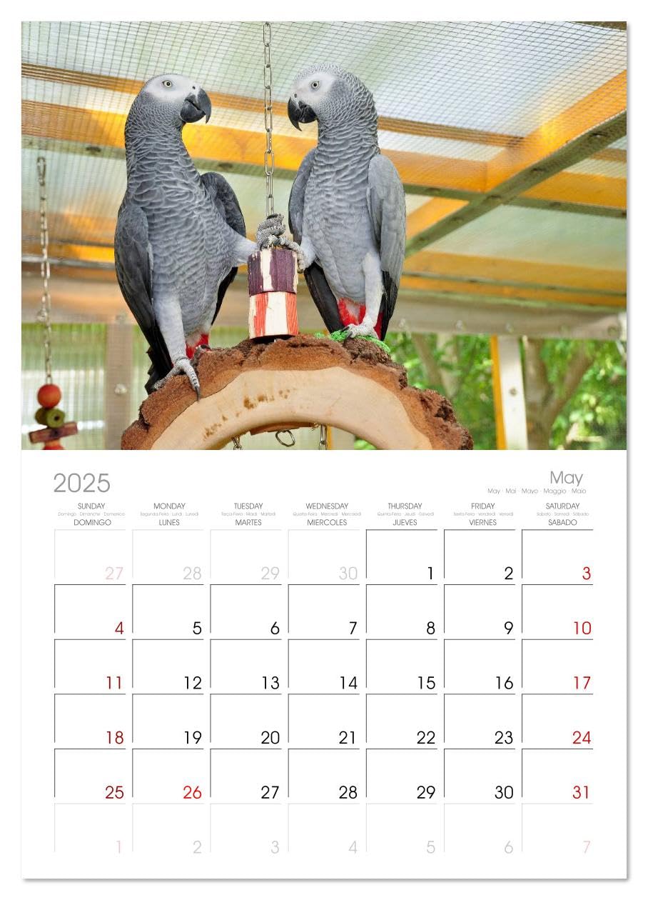 2025 African Gray Parrot Wall Calendar - 14 Month Large Format (11.7