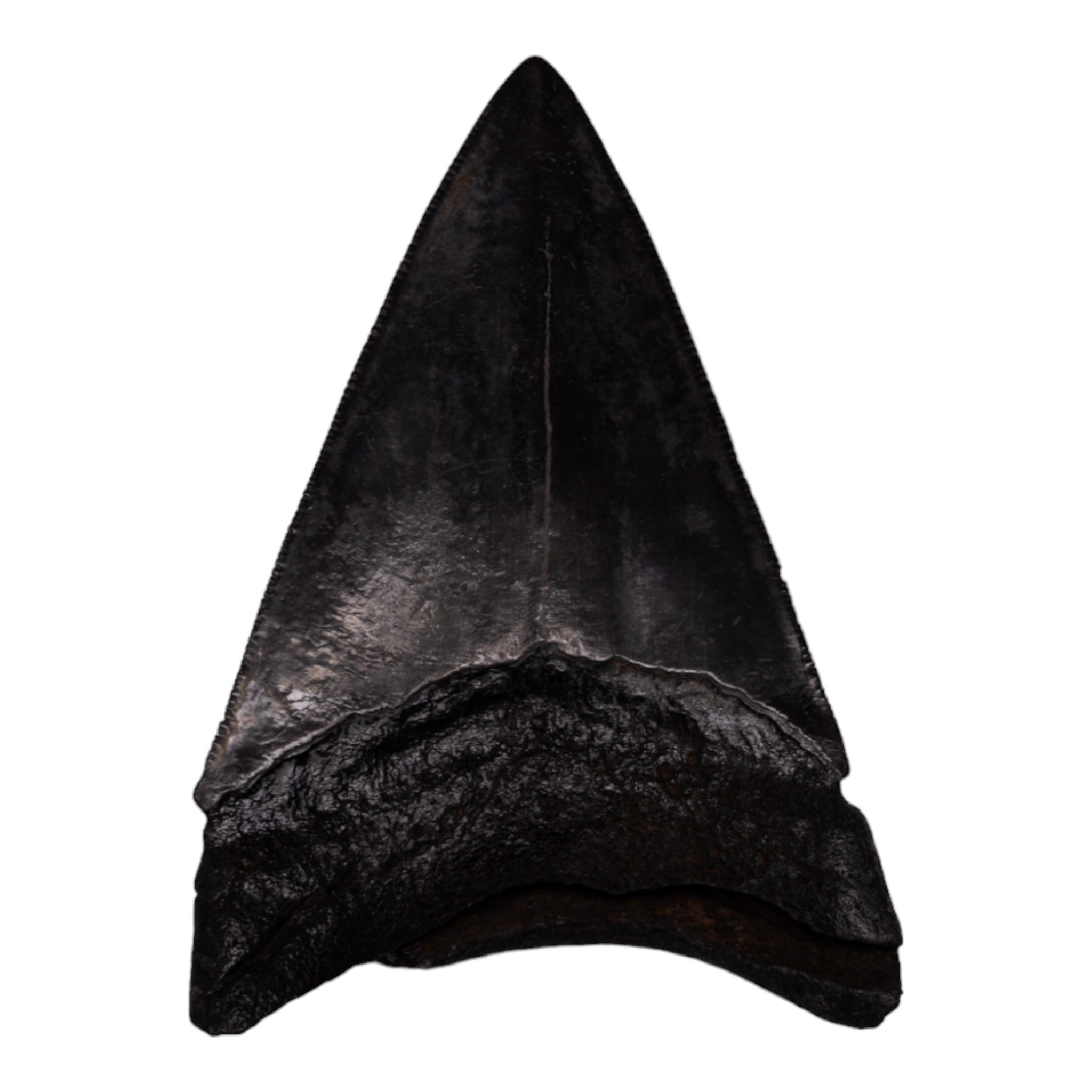 Authentic Megalodon Tooth Fossil - Genuine Prehistoric Shark Teeth for Collectors, Jewelry Making & Home Decor
