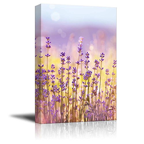 Lavender Flowers Bloom