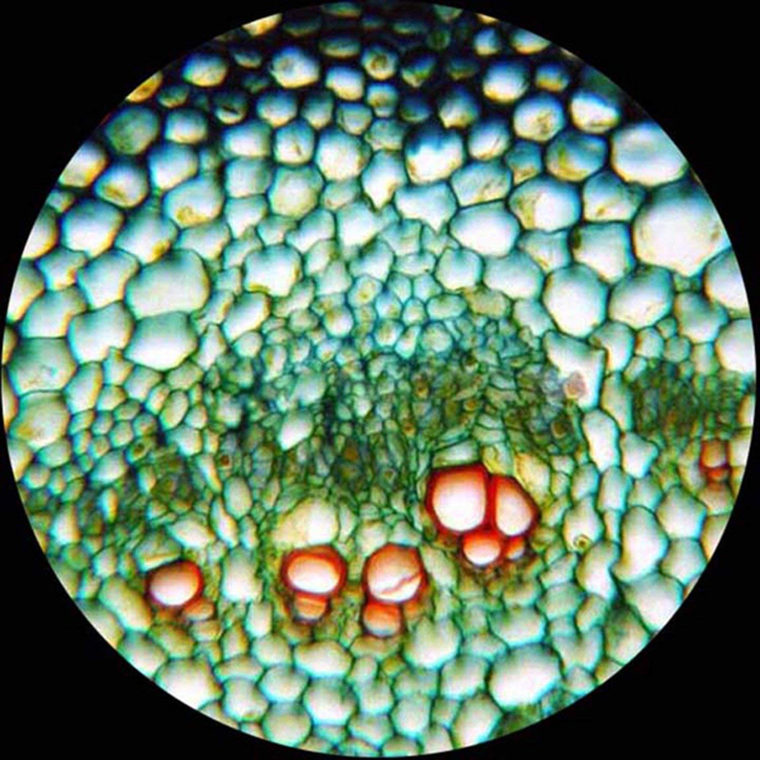 AmScope PS200 200-Piece Basic Biology Prepared Microscope Slide Set for Students & Homeschooling - Includes Fitted Wooden Storage Box - Perfect for Science Class, Home Lab & STEM Education