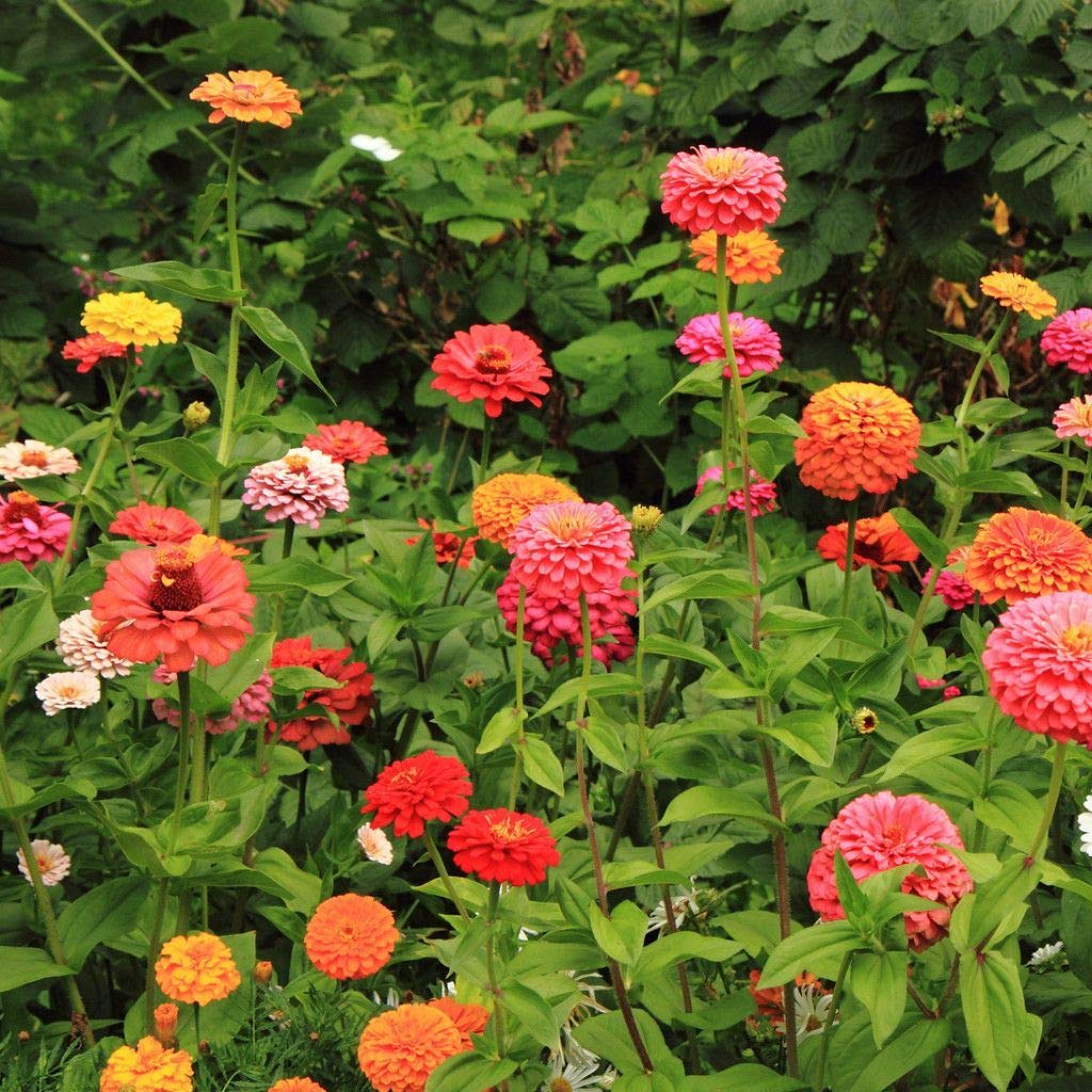 California Giant Zinnia Seeds Mix - Zinnia elegans Pompon Annual Flower Seeds for Outdoor Garden Planting - Perfect for Borders, Beds & Cut Flower Arrangements