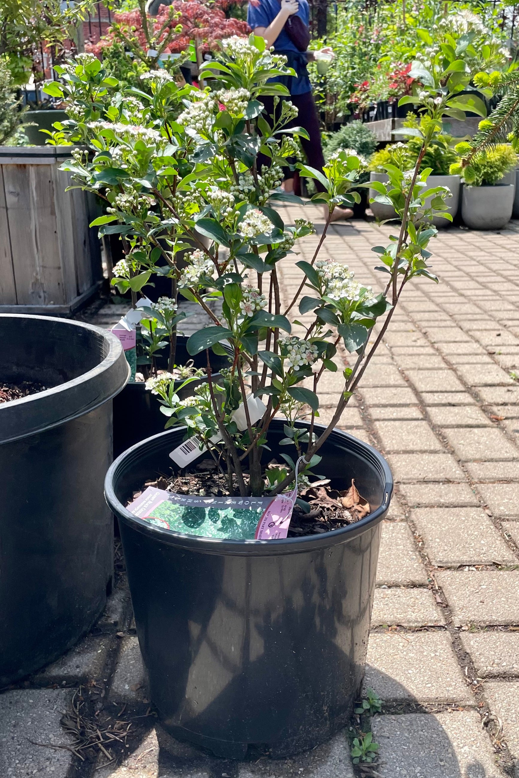 Premium Aronia Melanocarpa Var. Elata #3 - Organic Black Chokeberry Plant for Home Garden, Landscaping & Healthy Juicing | Fast-Growing, Cold-Hardy Shrub with Antioxidant-Rich Berries