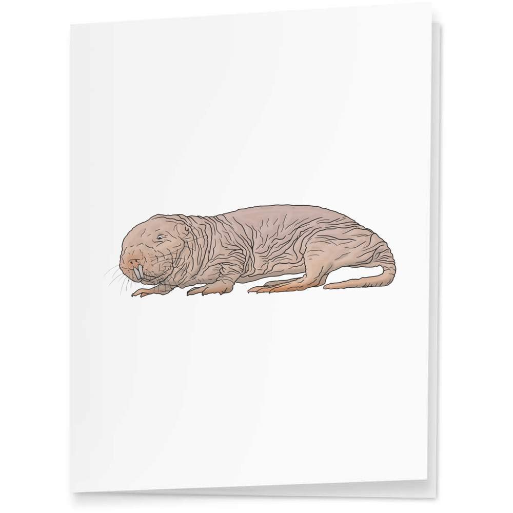 Naked Mole Rat Gift Tags - 4 Pack for Party Favors & Gifts