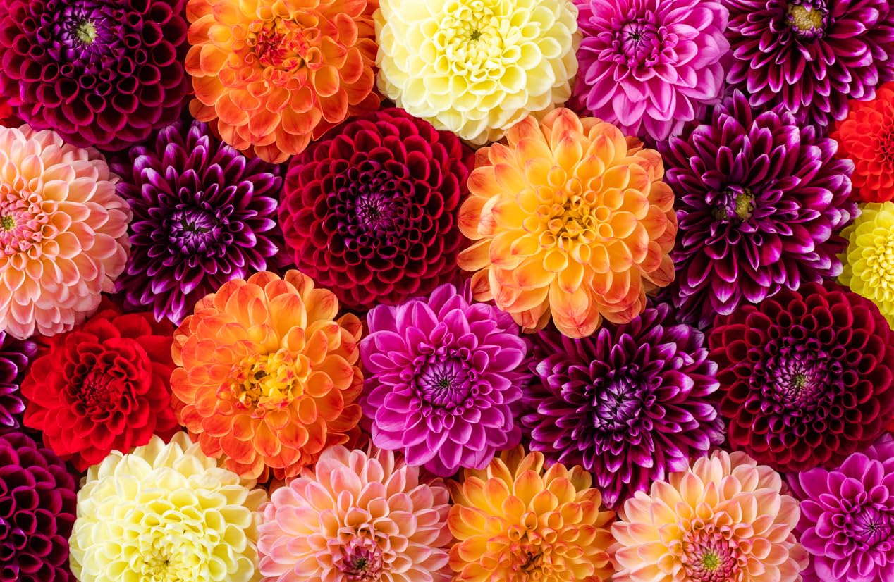 Thomas Edison Dahlia Bare Root Tuber - 5 Gallon Size, Vibrant Pink Blooms for Spring Planting 2025 | Perfect for Home Gardens, Landscaping & Floral Arrangements | Ideal for Borders, Containers & Cut Flower Displays