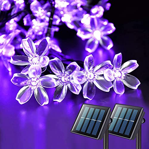 Purple Cherry