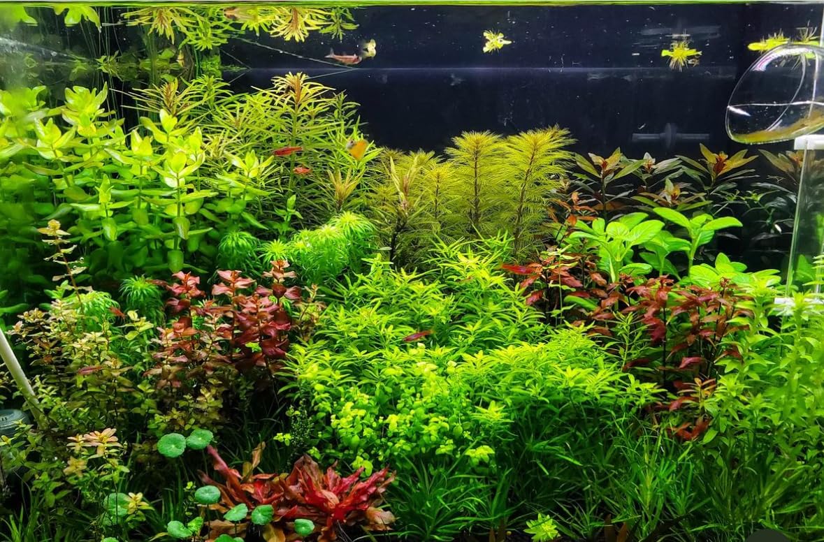 6 Pack Assorted Live Aquarium Plants Bundle with Free Sticker | Freshwater Aquatic Plants for Fish Tank | Guaranteed Live Arrival | Perfect for Aquascaping, Betta Fish Tanks & Home Decor
